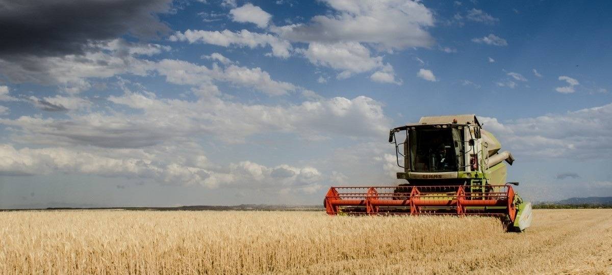 Ein Mähdrescher fährt über ein Feld und erntet es ab.