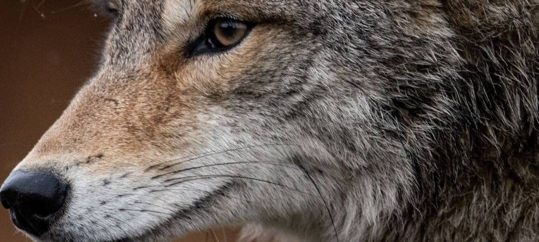 Wolfsriss in der Grafschaft Bentheim: Abschuss von zwei Wölfen genehmigt