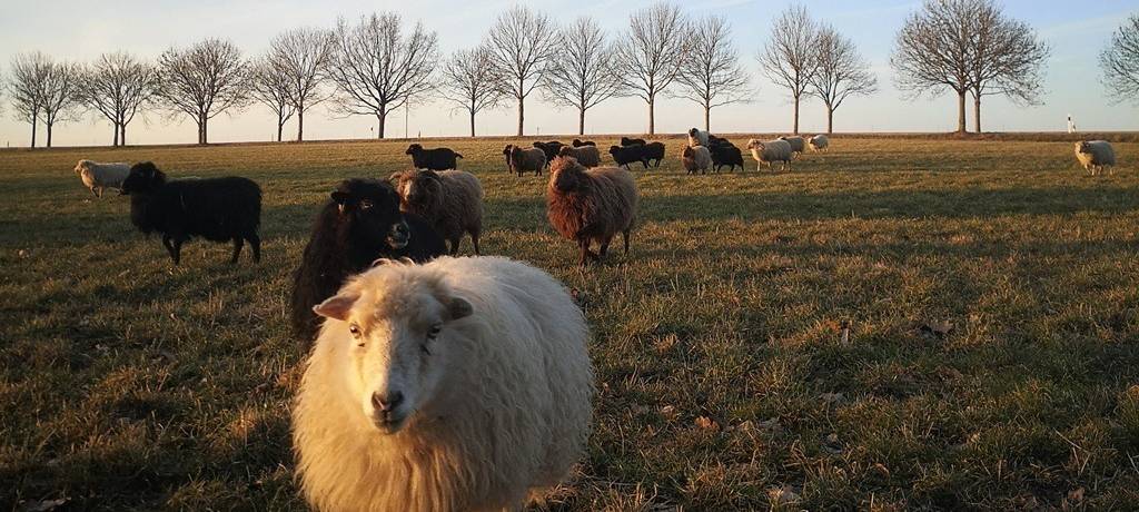 Eine gemischte Schafherde auf einer Weide. Im Vordergrund ein weißes Schaf, weiter hinten braune und schwarze Schafe. Im Hintergrund eine Baumreihe vor leicht bewölktem Himmel.